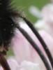 Bombus vestalis